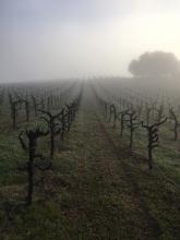 Pruned Primitivo vines in an early spring fog