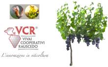 VCR: Vivai Cooperativi Rauscedo, a century of Vines...