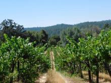 Cabernet Sauvignon vines