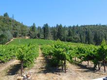 Grenache vines