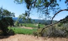 Vineyard Overlook